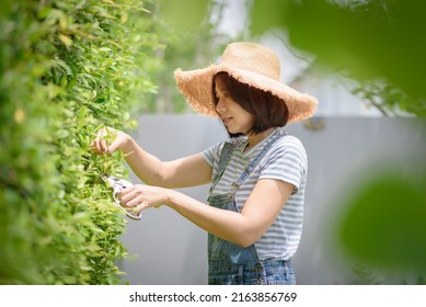 An Asian Woman Gardener Is Pruning Plants In The Garden.