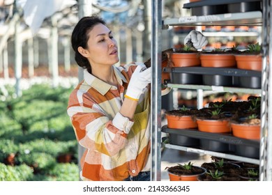 Asian Woman Grower Working In Greenhouse, Tending Plants.