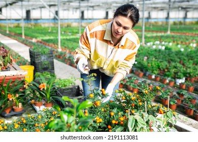 Asian Woman Grower Working In Greenhouse, Tending Plants.