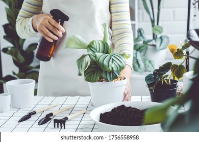 Asian Woman Hand Spray On Leave Plants In The Morning At Home Using A Spray Bottle Watering Houseplants Plant Care Concept