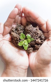 Asian Woman Holding Small Holy Basil Plant With Soil On White Background.