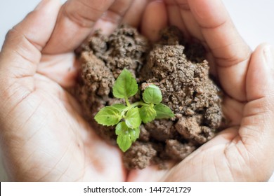 Asian Woman Holding Small Holy Basil Plant With Soil On White Background.