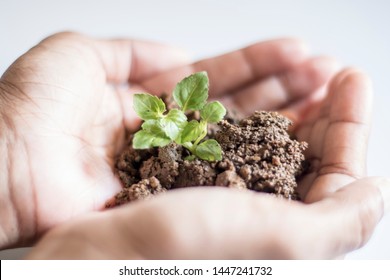 Asian Woman Holding Small Holy Basil Plant With Soil On White Background.