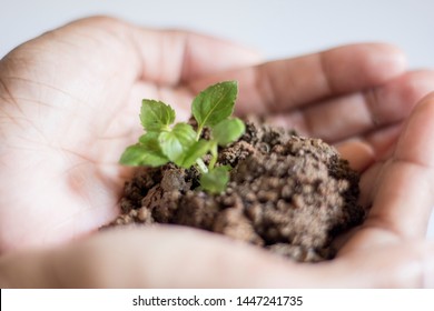 Asian Woman Holding Small Holy Basil Plant With Soil On White Background.