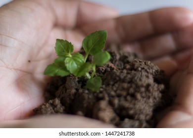 Asian Woman Holding Small Holy Basil Plant With Soil On White Background.