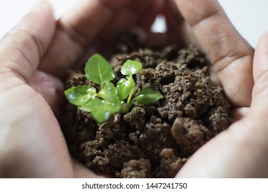 Asian Woman Holding Small Holy Basil Plant With Soil On White Background.