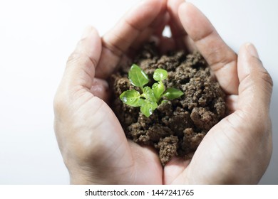 Asian Woman Holding Small Holy Basil Plant With Soil On White Background.