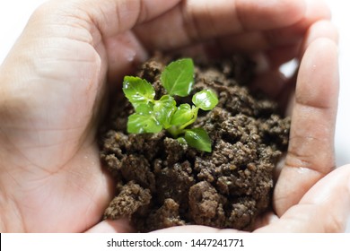 Asian Woman Holding Small Holy Basil Plant With Soil On White Background.