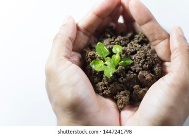 Asian Woman Holding Small Holy Basil Plant With Soil On White Background.