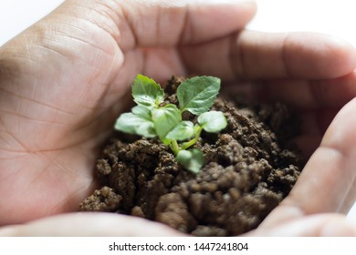 Asian Woman Holding Small Holy Basil Plant With Soil On White Background.