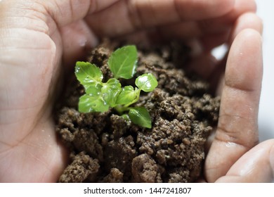 Asian Woman Holding Small Holy Basil Plant With Soil On White Background.