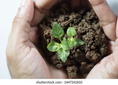 Asian Woman Holding Small Holy Basil Plant With Soil On White Background.