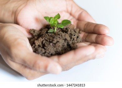 Asian Woman Holding Small Holy Basil Plant With Soil On White Background.