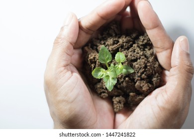 Asian Woman Holding Small Holy Basil Plant With Soil On White Background.