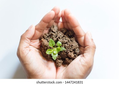 Asian Woman Holding Small Holy Basil Plant With Soil On White Background.