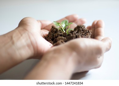 Asian Woman Holding Small Holy Basil Plant With Soil On White Background.