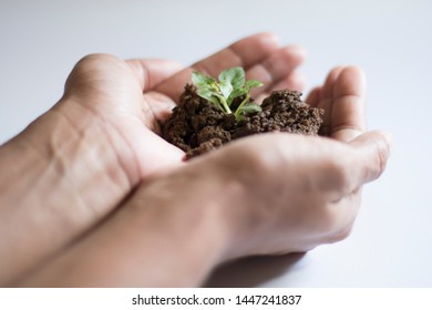 Asian Woman Holding Small Holy Basil Plant With Soil On White Background.