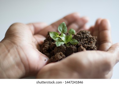 Asian Woman Holding Small Holy Basil Plant With Soil On White Background.