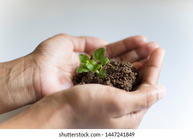 Asian Woman Holding Small Holy Basil Plant With Soil On White Background.