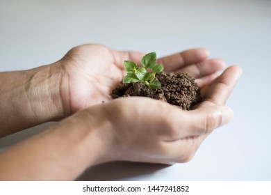 Asian Woman Holding Small Holy Basil Plant With Soil On White Background.