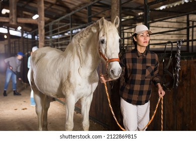 Asian Woman Horse Breeder Leading White Horse Through Horse Barn.