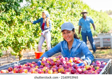 Asian Woman Kneeling Beside Large Box Of Plums In Fruit Garden.