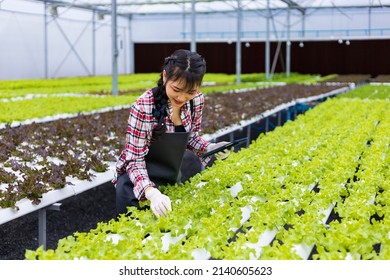 Asian woman local farmer growing green oak salad lettuce inside the greenhouse using hydroponics water system organic approach for family own business and picking some for sale - Powered by Shutterstock