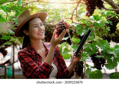 Asian Woman Looking At Grapes On Her Vineyard With Pride, Selective Focus, Farmers Picking Wine Grapes During Harvest At A Vineyard