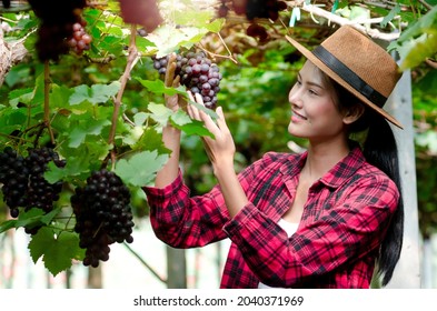 Asian Woman Looking At Grapes On Her Vineyard With Pride, Selective Focus, Farmers Picking Wine Grapes During Harvest At A Vineyard