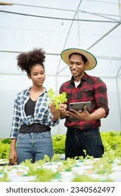  Asian woman and  man farmer working together in organic hydroponic salad vegetable farm. using tablet inspect quality of lettuce in greenhouse garden. Smart farming  - Shutterstock ID 2340562497
