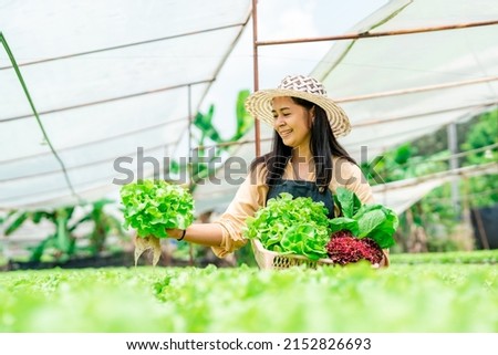 Asian woman owns a hydroponics farm use chemical free water Do not use the soil in the hot sun. Inspecting the quality of green leafy vegetables before selling