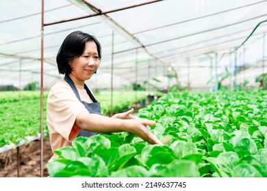 Asian woman owns a hydroponics vegetable farm Quality inspection of green leafy vegetables before collecting them for sale. Grow vegetables using pesticide-free water on a large farm.