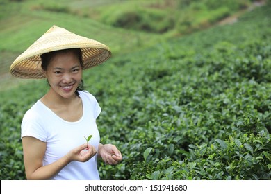 Asian Woman Picking Tea Leaves At Field