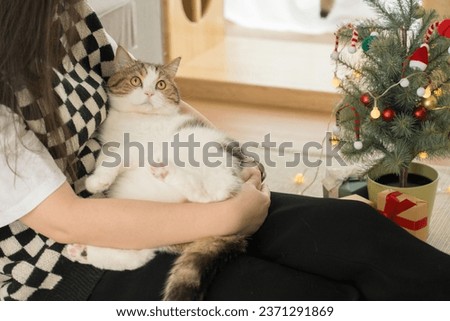 asian woman play with her scottish cat during derorate christmas and new year in living room
