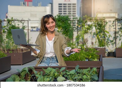 Asian Woman Researcher Plant And Holds A Laptop To Analyze The Organic Vegetables On The Company's Rooftop.