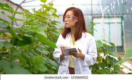 Asian Woman Science Researching In Hydro Melon Farm