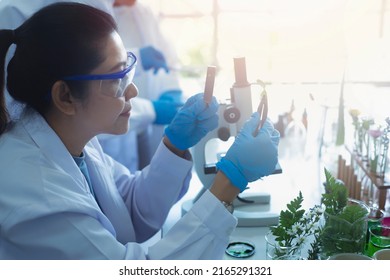 Asian Woman Scientist Looking Under Microscope  In Laboratory.Female Scientist Workin At Lab.Medical Development Laboratory Research  Green Herb Medicine Concept
