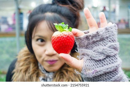 An Asian woman shows off a fresh strawberry from the organic farm. On a trip to South Korea, her eyes are focused on the big strawberries.