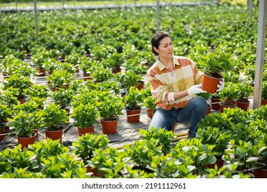 Asian Woman Skilled Horticulturist Maintaining Garden In Hothouse.