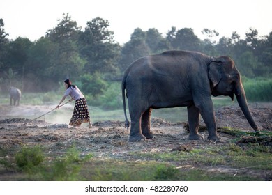 Asian woman swept yard and feeding the elephants.