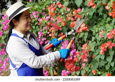  Asian Woman Is Trimming Bush Of Flowers In Garden By Using Big Scissors. Concept : Work With Nature For Good Mental Health. Hobby, Free Time Activity          