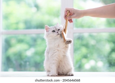 Asian woman using a comb brush the Persian cat - Powered by Shutterstock