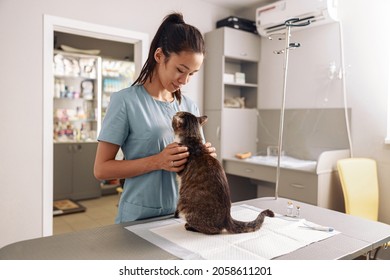 Asian woman veterinarian cuddles tabby cat at appointment in modern clinic - Powered by Shutterstock