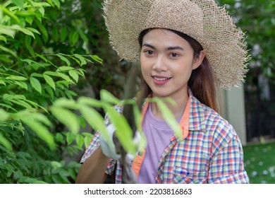 Asian Woman Wear Hat Pruning Bushes With Big Garden Scissors.