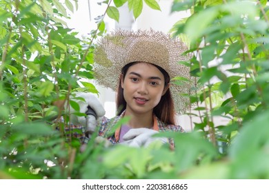 Asian Woman Wear Hat Pruning Bushes With Big Garden Scissors.