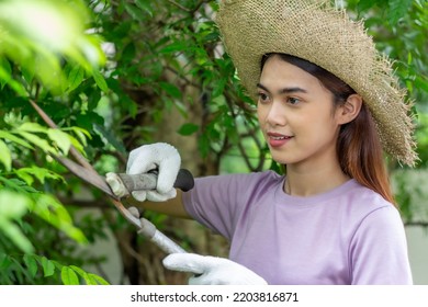 Asian Woman Wear Hat Pruning Bushes With Big Garden Scissors.