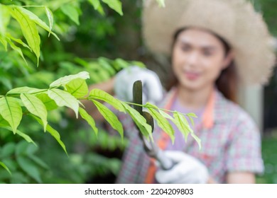 Asian Woman Wear Hat Pruning Bushes With Big Garden Scissors.