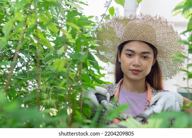 Asian Woman Wear Hat Pruning Bushes With Big Garden Scissors.