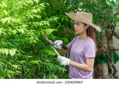 Asian Woman Wear Hat Pruning Bushes With Big Garden Scissors.