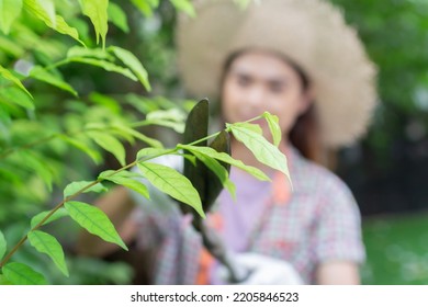 Asian Woman Wear Hat Pruning Bushes With Big Garden Scissors.